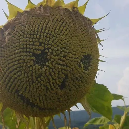 Daire Vero Rustico Alpino Madesimo