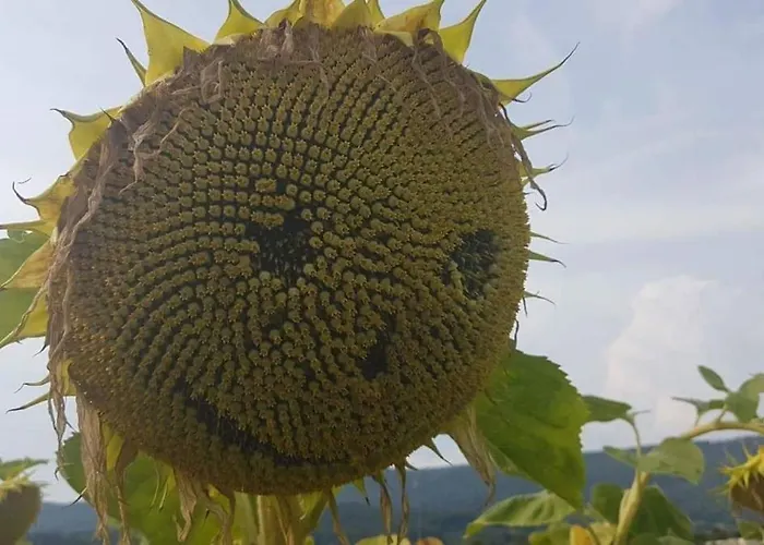 Apartament Vero Rustico Alpino Madesimo